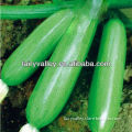 All Varieties Of Chinese Heirloom Zucchini Seeds For Sale